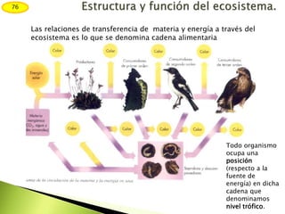 76
Las relaciones de transferencia de materia y energía a través del
ecosistema es lo que se denomina cadena alimentaria
Todo organismo
ocupa una
posición
(respecto a la
fuente de
energía) en dicha
cadena que
denominamos
nivel trófico.
 
