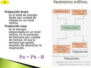 Producción bruta:
Es el total de energía
fijada por unidad de
tiempo en un nivel
trófico.
Producción neta:
Es la energía
almacenada en un nivel
trófico. Es el aumento
de biomasa por unidad
de tiempo. O sea la
energía que queda
después de descontar la
respiración.
Pn = Pb - R
80
 