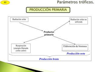 Radiación solar Radiación solar no
utilizada
Productor
primario
Respiración
(energía liberada
como calor)
Elaboración de biomasa
Producción neta
Producción bruta
80
PRODUCCIÓN PRIMARIA
 