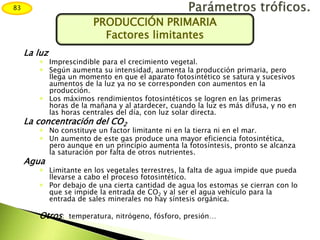 La luz
 Imprescindible para el crecimiento vegetal.
 Según aumenta su intensidad, aumenta la producción primaria, pero
llega un momento en que el aparato fotosintético se satura y sucesivos
aumentos de la luz ya no se corresponden con aumentos en la
producción.
 Los máximos rendimientos fotosintéticos se logren en las primeras
horas de la mañana y al atardecer, cuando la luz es más difusa, y no en
las horas centrales del día, con luz solar directa.
La concentración del CO2
 No constituye un factor limitante ni en la tierra ni en el mar.
 Un aumento de este gas produce una mayor eficiencia fotosintética,
pero aunque en un principio aumenta la fotosíntesis, pronto se alcanza
la saturación por falta de otros nutrientes.
Agua
 Limitante en los vegetales terrestres, la falta de agua impide que pueda
llevarse a cabo el proceso fotosintético.
 Por debajo de una cierta cantidad de agua los estomas se cierran con lo
que se impide la entrada de CO2 y al ser el agua vehículo para la
entrada de sales minerales no hay síntesis orgánica.
Otros: temperatura, nitrógeno, fósforo, presión…
83
PRODUCCIÓN PRIMARIA
Factores limitantes
 