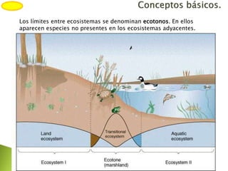 Los límites entre ecosistemas se denominan ecotonos. En ellos
aparecen especies no presentes en los ecosistemas adyacentes.
 