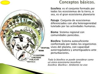 Ecosfera: es el conjunto formado por
todos los ecosistemas de la tierra, o
sea, es el gran ecosistema planetario
Paisaje: Conjunto de ecosistemas
diferenciados con alta heterogeneidad
tutelado por las actividades humanas.
Bioma: Sistema regional con
comunidades parecidas.
Biosfera: Sistema autosuficiente
conformado por todos los organismos
vivos del planeta, con capacidad
autorreguladora y amortiguadora ante
perturbaciones.
Toda la biosfera se puede considerar como
un único ecosistema (ecosfera).
Ecosfera: Biosfera+ Ambiente no vivo
 