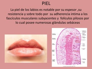 PIEL
La piel de los labios es notable por su espesor ,su
resistencia y sobre todo por su adherencia intima a los
fascículos musculares subyacentes y folículos pilosos por
lo cual posee numerosas glándulas sebáceas
 