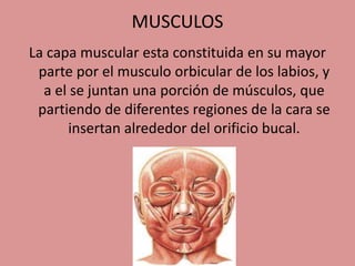 MUSCULOS
La capa muscular esta constituida en su mayor
parte por el musculo orbicular de los labios, y
a el se juntan una porción de músculos, que
partiendo de diferentes regiones de la cara se
insertan alrededor del orificio bucal.
 