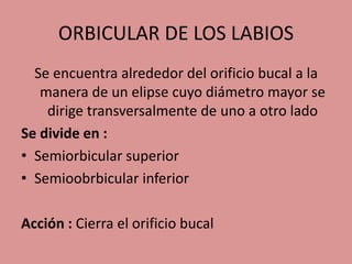 ORBICULAR DE LOS LABIOS
Se encuentra alrededor del orificio bucal a la
manera de un elipse cuyo diámetro mayor se
dirige transversalmente de uno a otro lado
Se divide en :
• Semiorbicular superior
• Semioobrbicular inferior
Acción : Cierra el orificio bucal
 