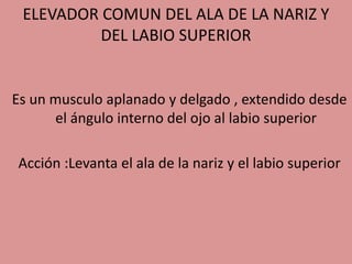 ELEVADOR COMUN DEL ALA DE LA NARIZ Y
DEL LABIO SUPERIOR
Es un musculo aplanado y delgado , extendido desde
el ángulo interno del ojo al labio superior
Acción :Levanta el ala de la nariz y el labio superior
 