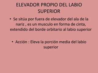 ELEVADOR PROPIO DEL LABIO
SUPERIOR
• Se sitúa por fuera de elevador del ala de la
nariz , es un musculo en forma de cinta,
extendido del borde orbitario al labio superior
• Acción : Eleva la porción media del labio
superior
 
