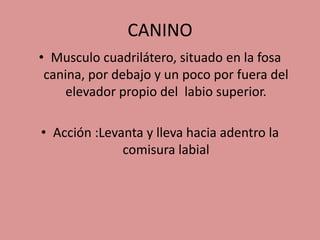 CANINO
• Musculo cuadrilátero, situado en la fosa
canina, por debajo y un poco por fuera del
elevador propio del labio superior.
• Acción :Levanta y lleva hacia adentro la
comisura labial
 