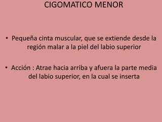 CIGOMATICO MENOR
• Pequeña cinta muscular, que se extiende desde la
región malar a la piel del labio superior
• Acción : Atrae hacia arriba y afuera la parte media
del labio superior, en la cual se inserta
 