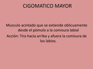 CIGOMATICO MAYOR
Musculo acintado que se extiende oblicuamente
desde el pómulo a la comisura labial
Acción: Tira hacia arriba y afuera la comisura de
los labios.
 