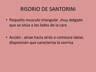 RISORIO DE SANTORINI
• Pequeño musculo triangular ,muy delgado
que se sitúa a los lados de la cara
• Acción : atrae hacia atrás a comisura labial,
disposición que caracteriza la sonrisa
 