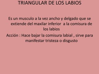 TRIANGULAR DE LOS LABIOS
Es un musculo a la vez ancho y delgado que se
extiende del maxilar inferior a la comisura de
los labios
Acción : Hace bajar la comisura labial , sirve para
manifestar tristeza o disgusto
 