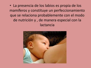 • La presencia de los labios es propia de los
mamíferos y constituye un perfeccionamiento
que se relaciona probablemente con el modo
de nutrición y , de manera especial con la
lactancia
 