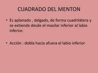 CUADRADO DEL MENTON
• Es aplanado , delgado, de forma cuadrilátera y
se extiende desde el maxilar inferior al labio
inferior.
• Acción : dobla hacia afuera el labio inferior
 