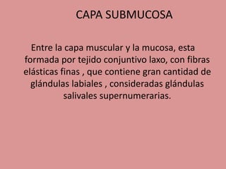 CAPA SUBMUCOSA
Entre la capa muscular y la mucosa, esta
formada por tejido conjuntivo laxo, con fibras
elásticas finas , que contiene gran cantidad de
glándulas labiales , consideradas glándulas
salivales supernumerarias.
 