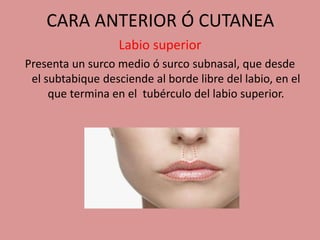 CARA ANTERIOR Ó CUTANEA
Labio superior
Presenta un surco medio ó surco subnasal, que desde
el subtabique desciende al borde libre del labio, en el
que termina en el tubérculo del labio superior.
 