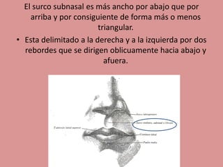 El surco subnasal es más ancho por abajo que por
arriba y por consiguiente de forma más o menos
triangular.
• Esta delimitado a la derecha y a la izquierda por dos
rebordes que se dirigen oblicuamente hacia abajo y
afuera.
 