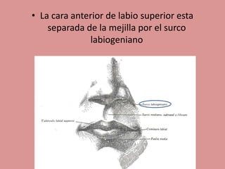 • La cara anterior de labio superior esta
separada de la mejilla por el surco
labiogeniano
 