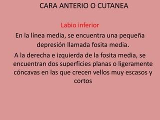 CARA ANTERIO O CUTANEA
Labio inferior
En la línea media, se encuentra una pequeña
depresión llamada fosita media.
A la derecha e izquierda de la fosita media, se
encuentran dos superficies planas o ligeramente
cóncavas en las que crecen vellos muy escasos y
cortos
 