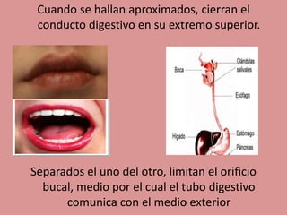 Cuando se hallan aproximados, cierran el
conducto digestivo en su extremo superior.
Separados el uno del otro, limitan el orificio
bucal, medio por el cual el tubo digestivo
comunica con el medio exterior
 