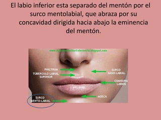 El labio inferior esta separado del mentón por el
surco mentolabial, que abraza por su
concavidad dirigida hacia abajo la eminencia
del mentón.
 