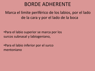 BORDE ADHERENTE
Marca el limite periférico de los labios, por el lado
de la cara y por el lado de la boca
•Para el labio superior se marca por los
surcos subnasal y labiogeniano,
•Para el labio inferior por el surco
mentoniano
 