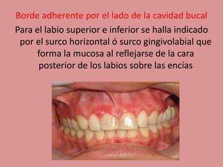 Borde adherente por el lado de la cavidad bucal
Para el labio superior e inferior se halla indicado
por el surco horizontal ó surco gingivolabial que
forma la mucosa al reflejarse de la cara
posterior de los labios sobre las encías
 