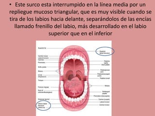 • Este surco esta interrumpido en la línea media por un
repliegue mucoso triangular, que es muy visible cuando se
tira de los labios hacia delante, separándolos de las encías
llamado frenillo del labio, más desarrollado en el labio
superior que en el inferior
 