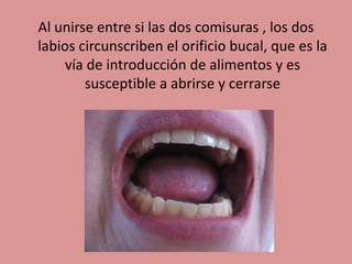 Al unirse entre si las dos comisuras , los dos
labios circunscriben el orificio bucal, que es la
vía de introducción de alimentos y es
susceptible a abrirse y cerrarse
 