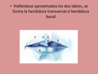 • Hallándose aproximados los dos labios, se
forma la hendidura transversal ó hendidura
bucal
 