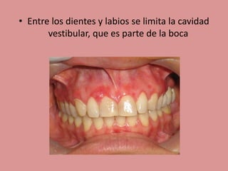 • Entre los dientes y labios se limita la cavidad
vestibular, que es parte de la boca
 