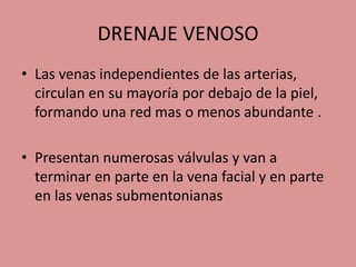 DRENAJE VENOSO
• Las venas independientes de las arterias,
circulan en su mayoría por debajo de la piel,
formando una red mas o menos abundante .
• Presentan numerosas válvulas y van a
terminar en parte en la vena facial y en parte
en las venas submentonianas
 