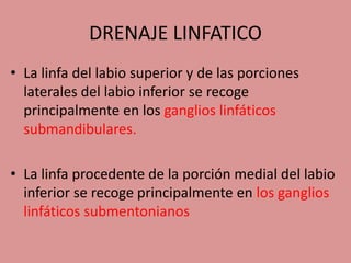 DRENAJE LINFATICO
• La linfa del labio superior y de las porciones
laterales del labio inferior se recoge
principalmente en los ganglios linfáticos
submandibulares.
• La linfa procedente de la porción medial del labio
inferior se recoge principalmente en los ganglios
linfáticos submentonianos
 