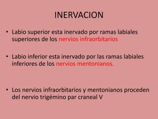 INERVACION
• Labio superior esta inervado por ramas labiales
superiores de los nervios infraorbitarios
• Labio inferior esta inervado por las ramas labiales
inferiores de los nervios mentonianos.
• Los nervios infraorbitarios y mentonianos proceden
del nervio trigémino par craneal V
 