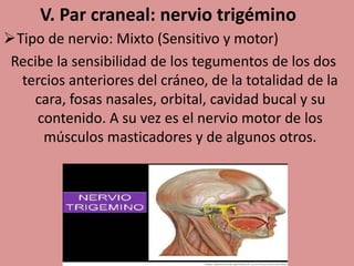V. Par craneal: nervio trigémino
Tipo de nervio: Mixto (Sensitivo y motor)
Recibe la sensibilidad de los tegumentos de los dos
tercios anteriores del cráneo, de la totalidad de la
cara, fosas nasales, orbital, cavidad bucal y su
contenido. A su vez es el nervio motor de los
músculos masticadores y de algunos otros.
 