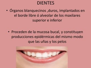 DIENTES
• Órganos blanquecinos ,duros, implantados en
el borde libre ó alveolar de los maxilares
superior e inferior
• Proceden de la mucosa bucal, y constituyen
producciones epidérmicas del mismo modo
que las uñas y los pelos
 