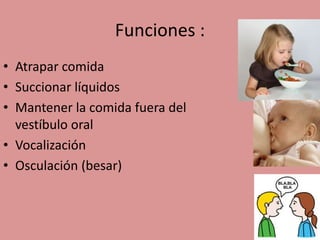 Funciones :
• Atrapar comida
• Succionar líquidos
• Mantener la comida fuera del
vestíbulo oral
• Vocalización
• Osculación (besar)
 
