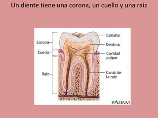 Un diente tiene una corona, un cuello y una raíz
 