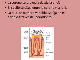 • La corona se proyecta desde la encía
• El cuello se sitúa entre la corona y la raíz.
• La raíz, de numero variable, se fija en el
alveolo atraves del periodonto.
 