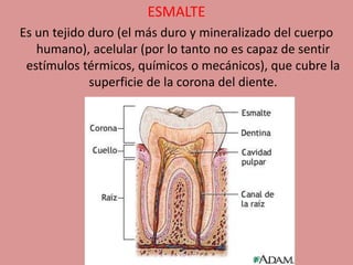 ESMALTE
Es un tejido duro (el más duro y mineralizado del cuerpo
humano), acelular (por lo tanto no es capaz de sentir
estímulos térmicos, químicos o mecánicos), que cubre la
superficie de la corona del diente.
 
