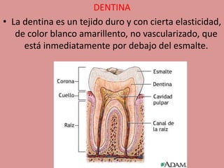 DENTINA
• La dentina es un tejido duro y con cierta elasticidad,
de color blanco amarillento, no vascularizado, que
está inmediatamente por debajo del esmalte.
 