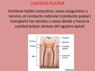 CAVIDAD PULPAR
Contiene tejido conjuntivo, vasos sanguíneos y
nervios, el conducto radicular (conducto pulpar)
transporta los nervios y vasos desde y hacia la
cavidad pulpar atraves del agujero apical
 