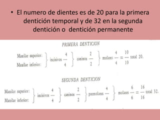 • El numero de dientes es de 20 para la primera
dentición temporal y de 32 en la segunda
dentición o dentición permanente
 