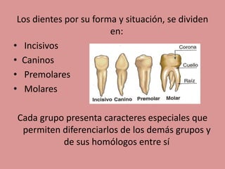Los dientes por su forma y situación, se dividen
en:
• Incisivos
• Caninos
• Premolares
• Molares
Cada grupo presenta caracteres especiales que
permiten diferenciarlos de los demás grupos y
de sus homólogos entre sí
 