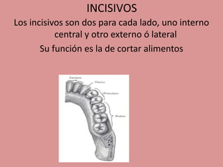 INCISIVOS
Los incisivos son dos para cada lado, uno interno
central y otro externo ó lateral
Su función es la de cortar alimentos
 