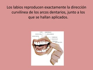 Los labios reproducen exactamente la dirección
curvilínea de los arcos dentarios, junto a los
que se hallan aplicados.
 