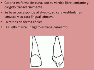 • Corona en forma de cuna, con su vértice libre, cortante y
dirigido transversalmente.
• Su base corresponde al alveolo, su cara vestibular es
convexa y su cara lingual cóncava.
• La raíz es de forma cónica
• El cuello marca un ligero estrangulamiento
 