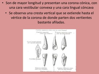 • Son de mayor longitud y presentan una corona cónica, con
una cara vestibular convexa y una cara lingual cóncava
• Se observa una cresta vertical que se extiende hasta el
vértice de la corona de donde parten dos vertientes
bastante afiladas.
 
