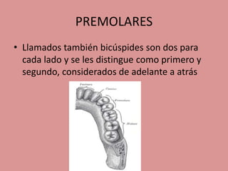 PREMOLARES
• Llamados también bicúspides son dos para
cada lado y se les distingue como primero y
segundo, considerados de adelante a atrás
 