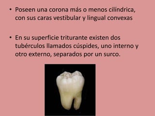• Poseen una corona más o menos cilíndrica,
con sus caras vestibular y lingual convexas
• En su superficie triturante existen dos
tubérculos llamados cúspides, uno interno y
otro externo, separados por un surco.
 